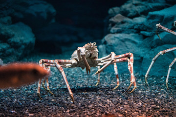 Japanese spider crab  at Osaka Aquarium Kaiyukan, Japan - obrazy, fototapety, plakaty