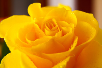 Nahaufnahme einer Rose 