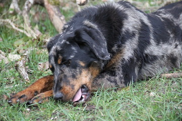 Beauceron sheep dog harlequin in the wild