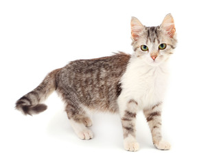 Obraz premium Small gray kitten.