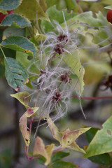 White fluffy flower seed with old withered leaves in the background