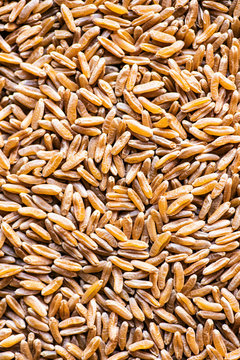 Kamut Grains Macro (Khorasan Wheat)