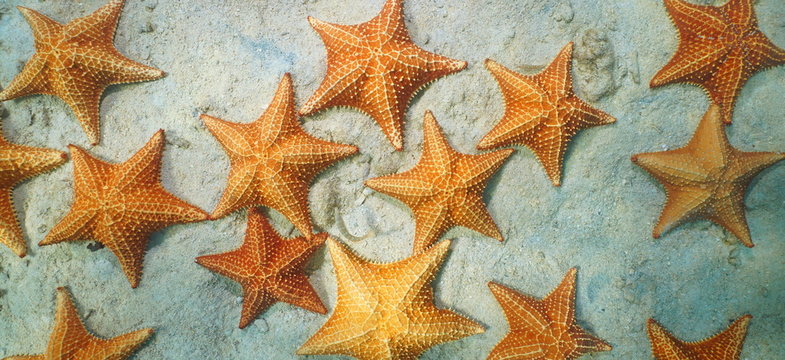 Sea stars underwater on sandy bottom seen from above, Caribbean sea