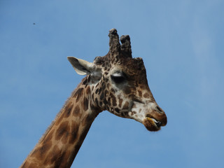 Girafe format potrait