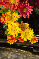Chrysanthemen im Blumenkasten