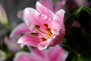 Fototapeta na wymiar bouquet of lilies