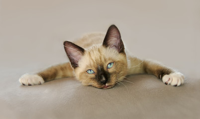 A funny baby cat chilling out, it stretched out its legs and lying down in a super relaxed pose