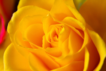 Nahaufnahme einer Rose 