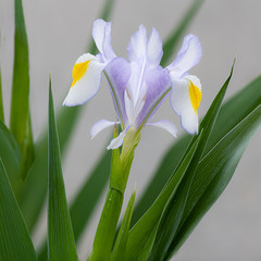 Petals of the Iris, Iridaceae Magnifica