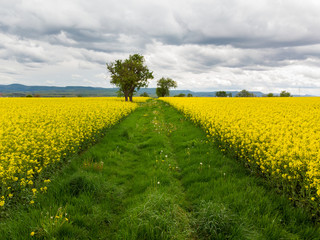 Colorful field of yellow blooming raps flowers with some trees. Aerial view.