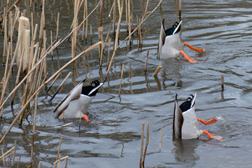 Ducks diving simultaneously for food