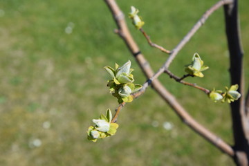 knospen