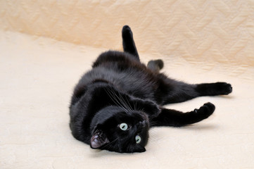 Black cat lying on his back on a plaid. Cute black cat of Bombay breed spreading its paws to the sides
