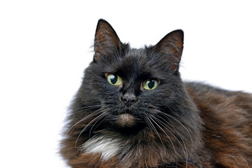 Studio portrait of the black cat isolated on a white background