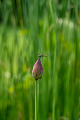 Dragonfly resting on a pink water lily / lotus flower