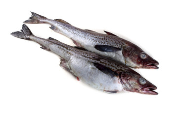 Alaska pollock