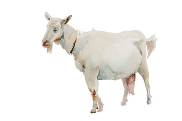 Watercolor white goat female isolated on white background. Original farm animal illustration.
