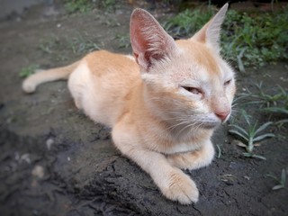 A yellow color cat sitting peacefully on the floor. Indian pet cat image