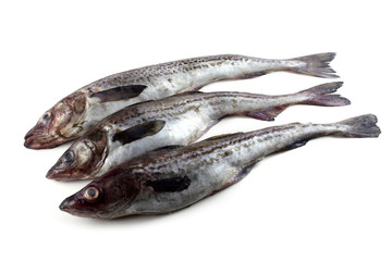 Alaska pollock