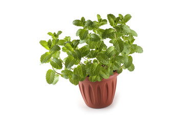 Naklejka premium Mint in pod