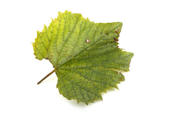Grape leaf