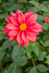 The name of this flower is  Dahlia.These flowers are named “Dahlia”.