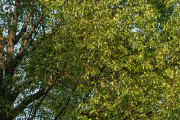 Close up of a fresh, green tree – nice background