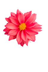 The name of this flower is Dahlia. The blank part can be used for the message board.