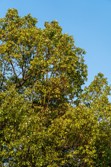 Fototapeta na wymiar Close up of a fresh, green tree – nice background