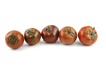 Dark tomatoes