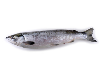Arctic char