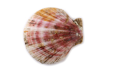 Scallop