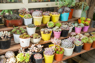Miniature succulent plants (succulent cactus) at the garden