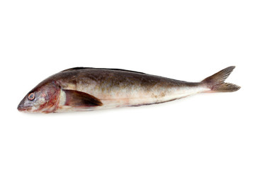 Sea bass