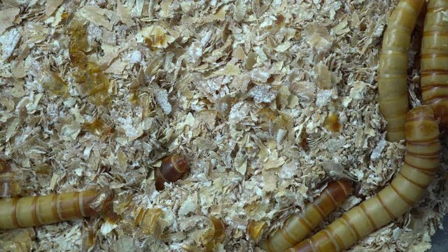 4k macro video of millwork