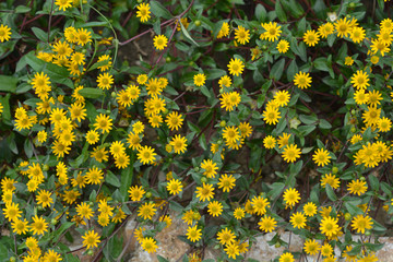 Mexican creeping zinnia