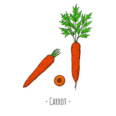 Whole carrots and carrot slice. Vector cartoon illustrations. Isolated objects on a white background. Hand-drawn style.