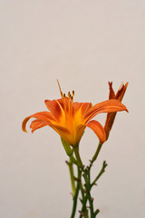 Fototapeta na wymiar Orange daylily