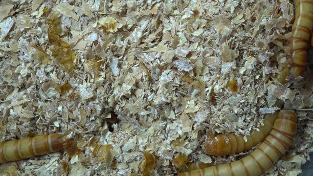 4k macro video of millwork