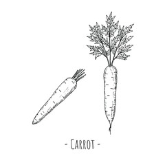 Carrot. Vector cartoon illustration. Isolated object on a white background. Hand-drawn style.