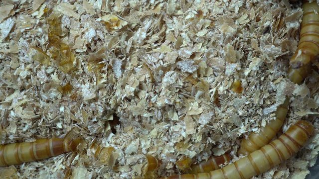 4k macro video of millwork