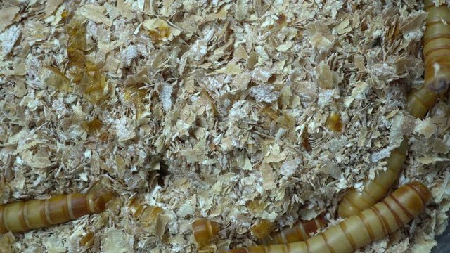 4k macro video of millwork