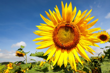 Close-up natural sunflower blooming with sunlight and blue sky background. Spring or summer season concept.