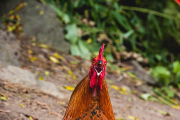 Primer plano de la cabeza de un gallo cacareando, de color marrón y rojo