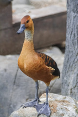  fulvous whistling duck or fulvous tree duck (Dendrocygna bicolor)