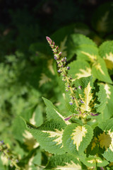 Painted nettle