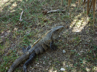 Aerial view of a Brown mexican iguana in the floor