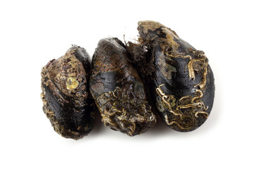 Mussels