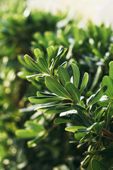 Tropical plant Pittosporum in the italian garden. Soft focus on photo and author processing.