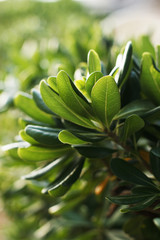 Tropical plant Pittosporum in the italian garden. Soft focus on photo and author processing